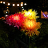 SolarGlow™ - Chrysanthemum solar garden plug LED [last day discount]