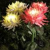 SolarGlow™ - Chrysanthemum solar garden plug LED [last day discount]