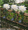 SolarGlow™ - Chrysanthemum solar garden plug LED [last day discount]