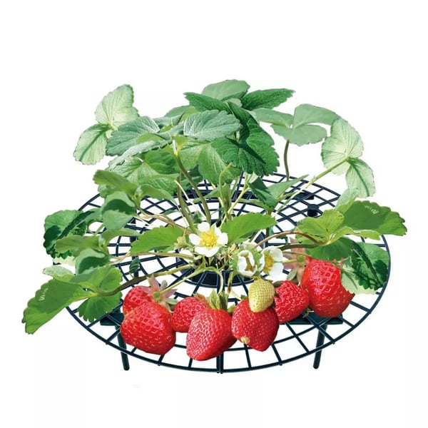 Berryrack Strawberry Planting Frame | BUY 2 GET 1 FREE (3PCS)